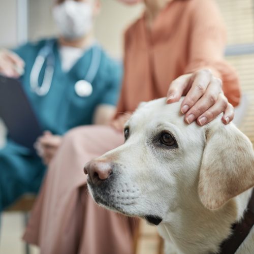 Woman Stroking Dog at Vet Clinic
